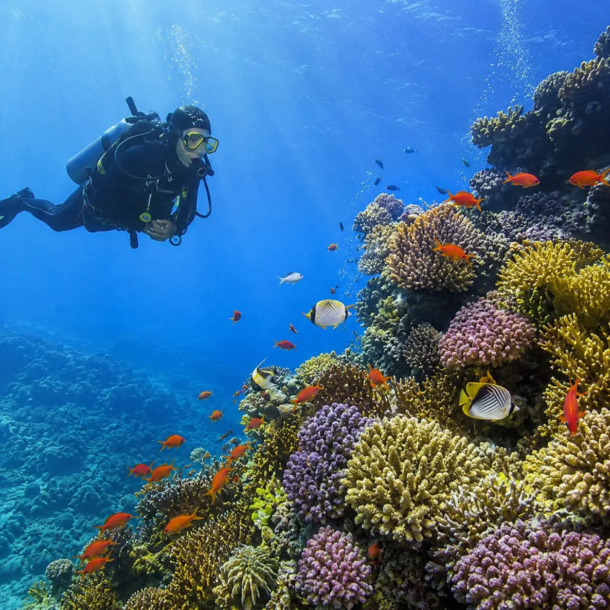 Diving Sharm El Sheikh