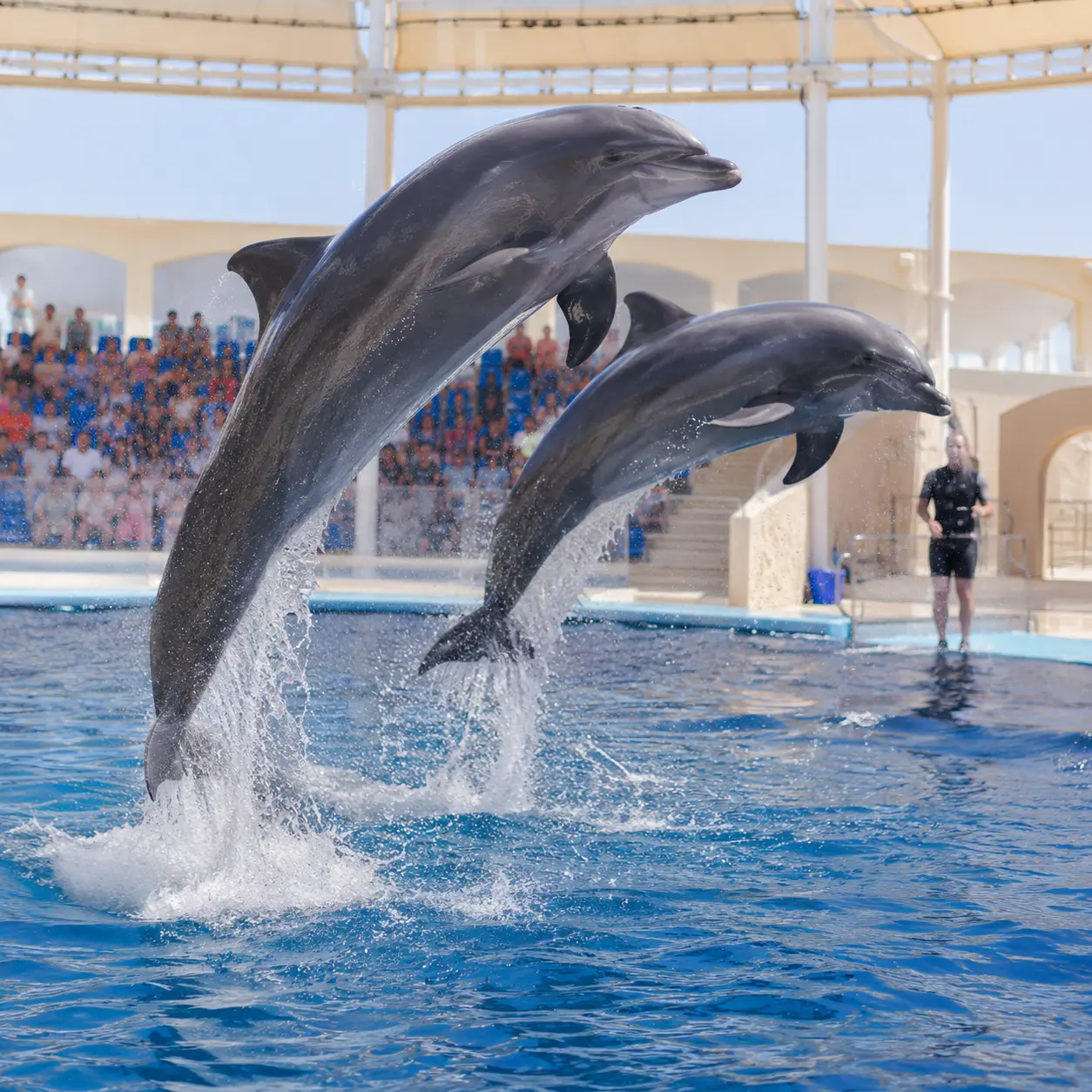 Dolphin Show Hurghada